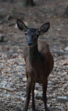 Sardinian deer, close-up of a young Sardinian deer, Montevecchio arbus clipart