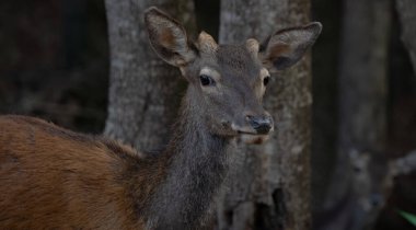 Sardunya geyiği, genç bir Sardunya geyiğine yakın plan, Montevecchio arbus.