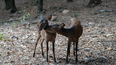 Sardunya geyiği, genç bir Sardunya geyiğine yakın plan, Montevecchio arbus.