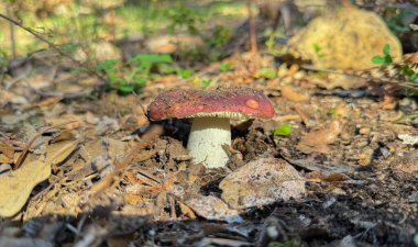 mantar Russula sanguinea (kanlı brittlegill) hasat edilmeden önce