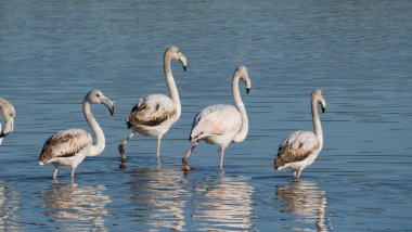 Pembe flamingolar sığ sularda yüzüyor ve dinleniyorlar.