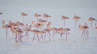 Pembe flamingolar sığ sularda yüzüyor ve dinleniyorlar.