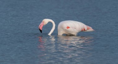 Pink flamingos wading and resting in shallow water clipart