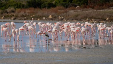 Pink flamingos wading and resting in shallow water clipart