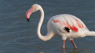 Pembe flamingolar sığ sularda yüzüyor ve dinleniyorlar.