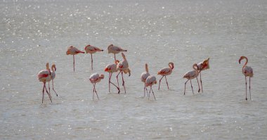 Pink flamingos wading and resting in shallow water clipart