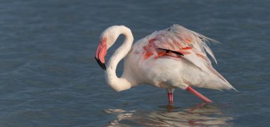 Pink flamingos wading and resting in shallow water clipart