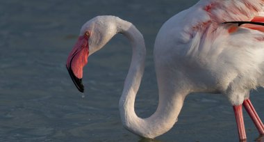 Pembe flamingolar sığ sularda yüzüyor ve dinleniyorlar.