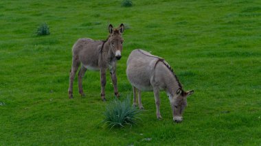 Sardunya 'nın merkezindeki Nuoro kırsalında otlayan genç eşekler.
