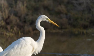 Ardea Alba - great white heron is a bird belonging to the Ardeidae family clipart