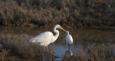 Ardea Alba - great white heron is a bird belonging to the Ardeidae family clipart