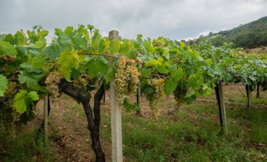 Ripe purple grapes hanging from a vine, ready for harvest in a vineyard clipart