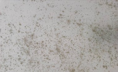 Beyaz tavanda büyüyen siyah küf yakın plan, nem sorununu ve potansiyel sağlık riskini gösteriyor.