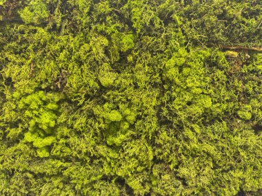 Karmaşık detayları ve zengin dokusu olan yemyeşil yosunların yakın görüntüsü