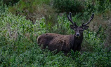 Sardunya geyiği Arbus, Sardinya, İtalya yakınlarındaki yoğun bitki örtüsünde tetikte bekliyor