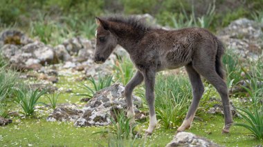 Giara di Gesturi 'nin yeşil sulak alanlarında duran genç vahşi tay.