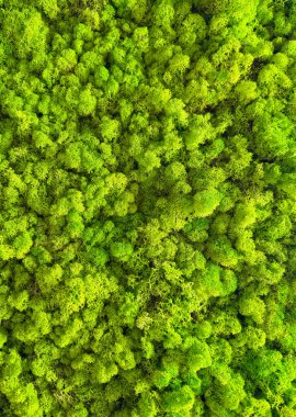 Parlak yeşil ren geyiği yosunlu makro doku, tasarım için doğal arkaplan