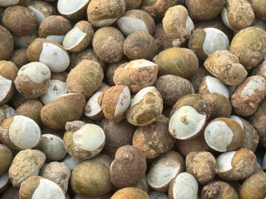 Açık Helix Monacelle Attuppatelli tapparasa sardunya yemeği