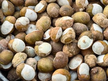 Açık Helix Monacelle Attuppatelli tapparasa sardunya yemeği