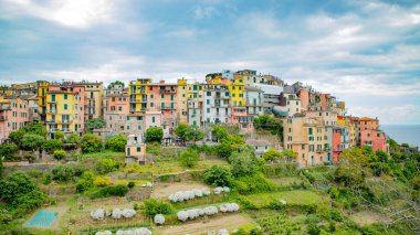 Corniglia 'da, Liguria' da, Cinque Terre 'de, İtalya' da, tepede canlı evler görülüyor.