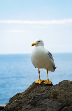 Manarola, Liguria, İtalya 'da deniz kenarındaki bir kayanın üzerinde duran bir martıya yakın çekim