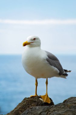 Manarola, Liguria, İtalya 'da deniz kenarındaki bir kayanın üzerinde duran bir martıya yakın çekim