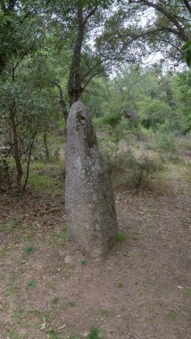 Biru 'e Concas, Sorgono' daki Sardunya ormanlarında sıralanmış antik taş menhinler.