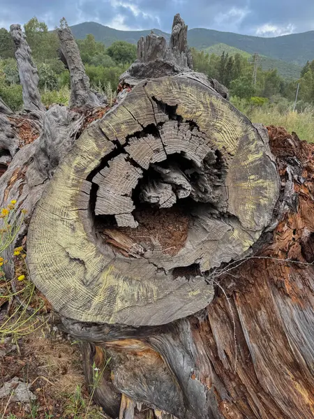Kırık kabuğu ve dramatik doğal dokuları olan asırlık bir çam gövdesine yakın plan.
