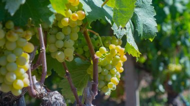 Yapraklı üzüm bağının altındaki sarmaşıktaki olgun beyaz üzümlerin detaylı görüntüsü
