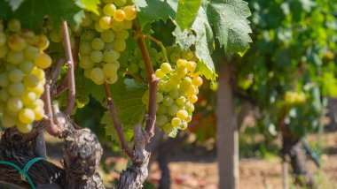 Yapraklı üzüm bağının altındaki sarmaşıktaki olgun beyaz üzümlerin detaylı görüntüsü