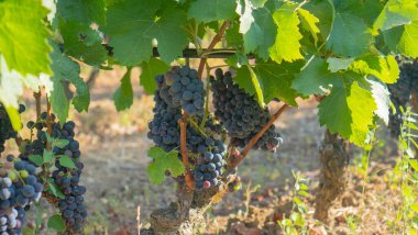 Üzüm bağında sallanan olgun mor üzümlere yakın.