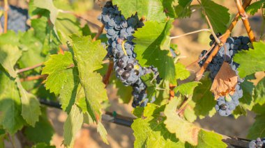 Üzüm bağında sallanan olgun mor üzümlere yakın.