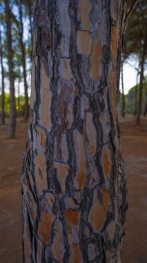 Doğal ahşap kabuklu makro fotoğraf organik şekilleri, çatlakları, engebeli dokuyu ve toprak tonlarını, orman doğasının ve çevresel geçmişin sembolünü gösteriyor.