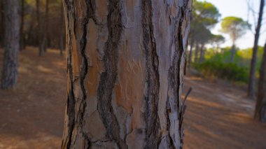 Doğal ahşap kabuklu makro fotoğraf organik şekilleri, çatlakları, engebeli dokuyu ve toprak tonlarını, orman doğasının ve çevresel geçmişin sembolünü gösteriyor.