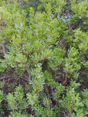 Kırmızı meyveler ve yeşil yapraklarla mercimek bitkisinin dalına yaklaş