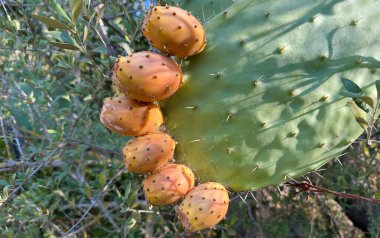 Doğal ortamda kaktüse eklenmiş egzotik dikenli armut meyveleri.