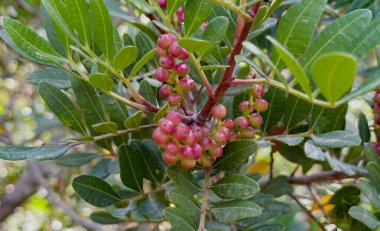 Kırmızı meyveler ve yeşil yapraklarla mercimek bitkisinin dalına yaklaş