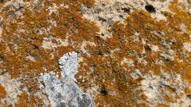 Kayalarda yetişen doğal liken ve yosunlar detaylı doku ve organik yüzey şekillerini gösteriyor.