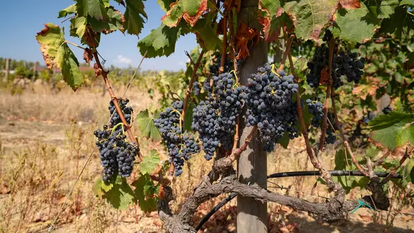 Yaz mevsiminde üzüm bağlarında yetişen olgun üzümler.