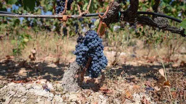 Yaz mevsiminde üzüm bağlarında yetişen olgun üzümler.