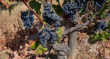 Yaz mevsiminde hasat mevsiminde üzüm bağlarında asılı duran olgun üzümler.