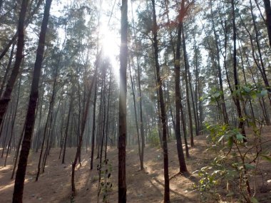 Series with great palm trees and coconut tree at beach