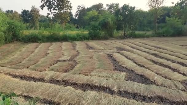 Rice Field Rice Plant Has Been Harvest — Wideo stockowe