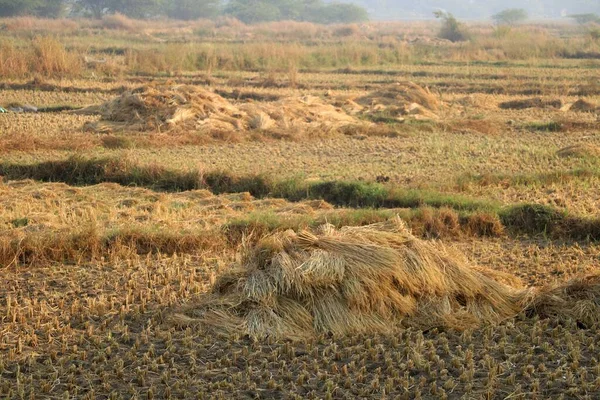 インドで収穫後の田園風景 — ストック写真