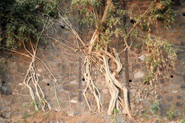 Yaprakları olan ağaç kökleri eski bir taş duvarın kenarında büyüyor.
