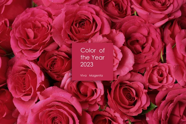 2023年Viva Magenta的流行色彩 花呈洋红色调 2023年Viva Magenta在扁平的月季上的色彩 免版税图库图片