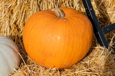 Balkabağı (cucurbita) bir portakal veya beyaz kış sebze kabağı Cadılar Bayramı gösterisi için kullanılır.                              