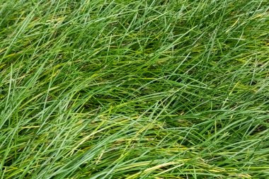 Ophiopogon bodinieri yaz aylarında çiçek açan yemyeşil bir küme oluşturan küçük mor ya da beyaz bir yaz çiçeği Çin Lilyuror ya da Yeşil Mondo otu olarak da bilinir.  