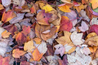 Sonbahar yaprakları Kasım ayı boyunca orman zeminine renk arkaplanı bir akçaağaçtan düşerek, stoktaki fotoğraf görüntüsü                               