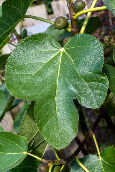 Yeşil meyveli incir yaprağı (ficus carica), izole edilmiş makro yakın çekim fotoğraf görüntüsü                               